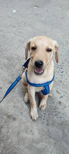 Pure Labrador Puppy best For Sale -kids family -Healthy Aur Active"