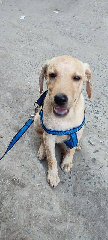 Pure Labrador Puppy best For Sale -kids family -Healthy Aur Active" 0