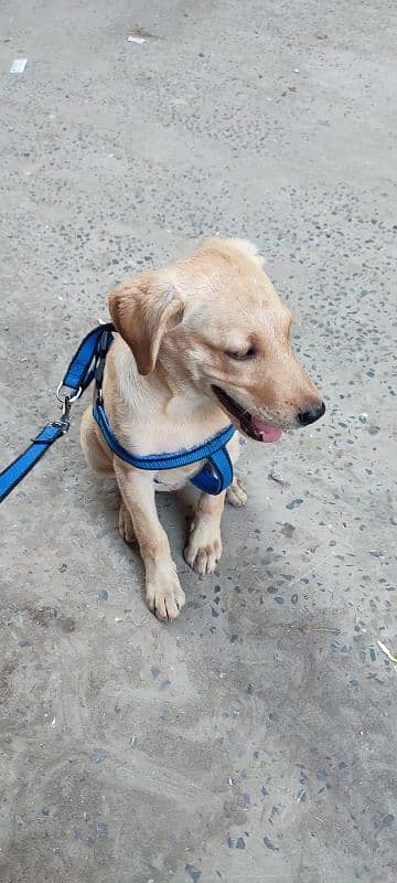 Pure Labrador Puppy best For Sale -kids family -Healthy Aur Active" 2