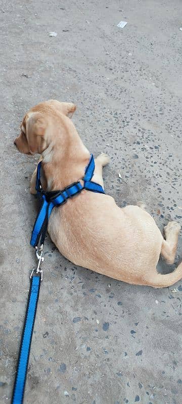 Pure Labrador Puppy best For Sale -kids family -Healthy Aur Active" 3