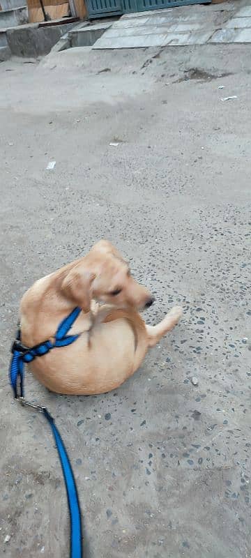 Pure Labrador Puppy best For Sale -kids family -Healthy Aur Active" 4