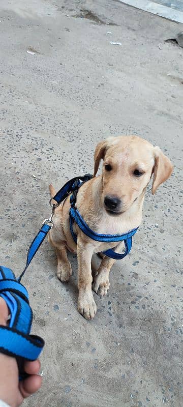 Pure Labrador Puppy best For Sale -kids family -Healthy Aur Active" 5