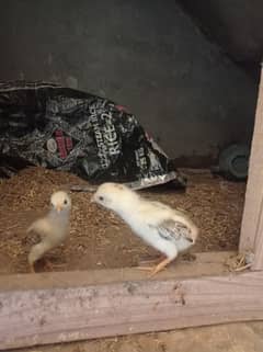 Aseel chicks only hen not for sale