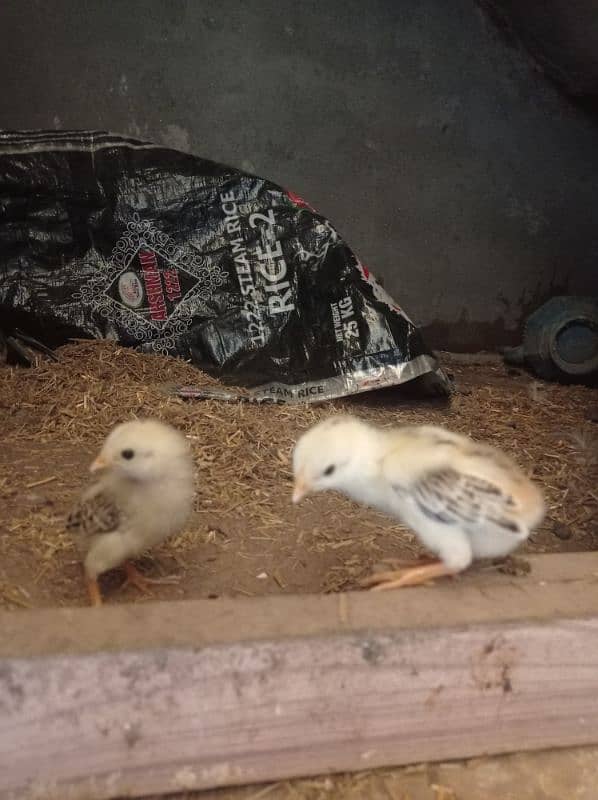 Aseel chicks only hen not for sale 1