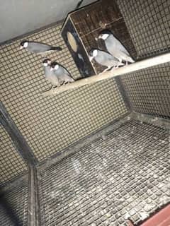 java birds for sale breeder piar 03330203898