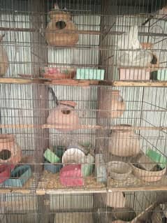 12 khany ka cage for sale 0