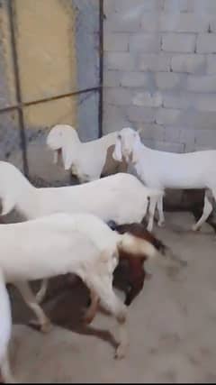 Rajanpuri females goats | Bakra |  بکرا | Rajan puri 0