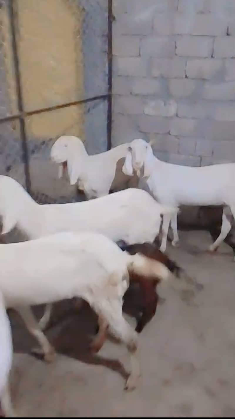 Rajanpuri females goats | Bakra |  بکرا | Rajan puri 0