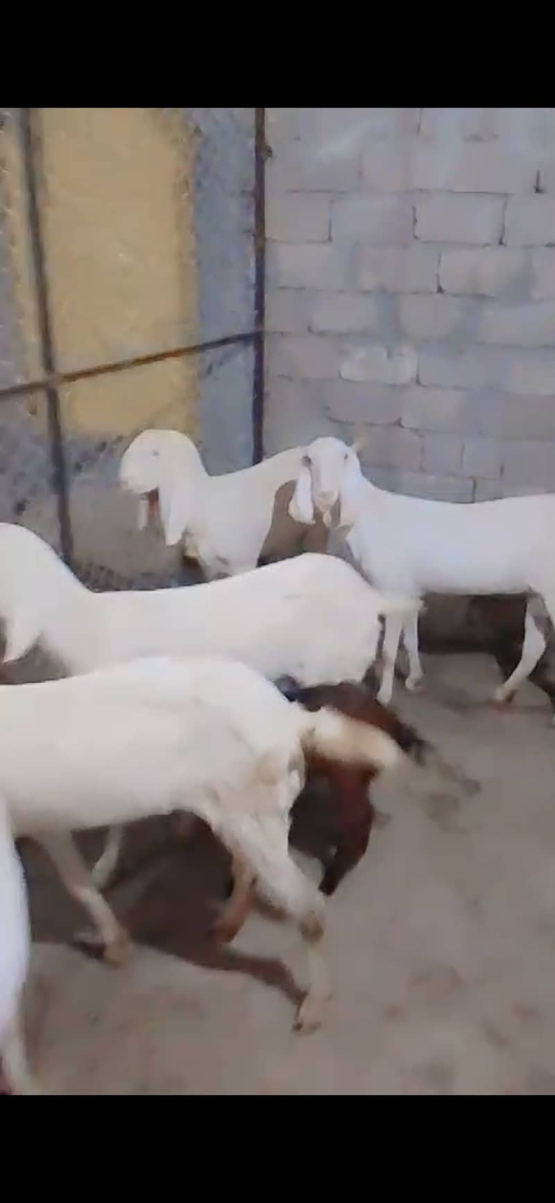 Rajanpuri females goats | Bakra |  بکرا | Rajan puri 1