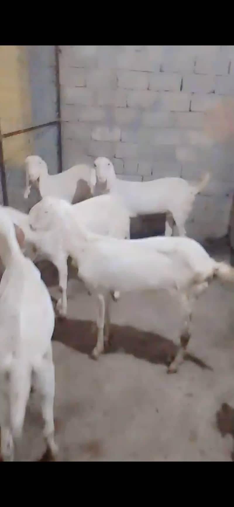 Rajanpuri females goats | Bakra |  بکرا | Rajan puri 2