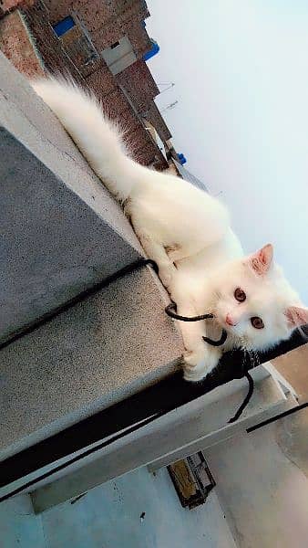 persian double cote female cat age 6 month 4