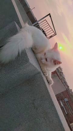 persian double cote female cat age 6 month 0