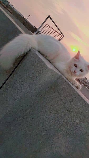 persian double cote female cat age 6 month 5