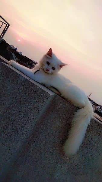 persian double cote female cat age 6 month 6