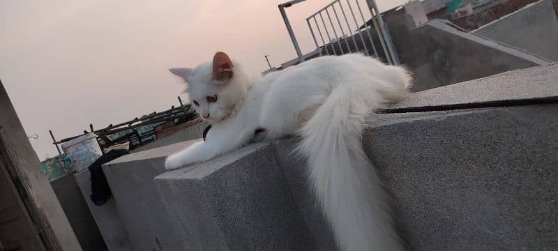 persian double cote female cat age 6 month 7