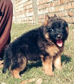 German shepherd female long coat for sale