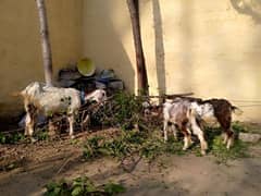 desi bakri sath 2 bachy for sale