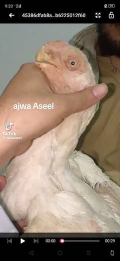 parrot beak aseel