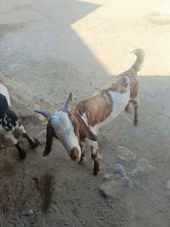 Desi Goats chale for sale