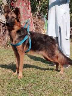 Belgian Shepherd Dog For Sale