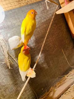 Female Love Birds Latino Fisheri