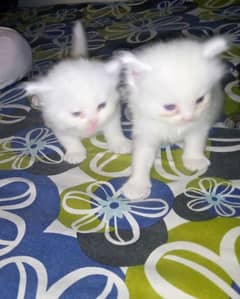 pursian kittens