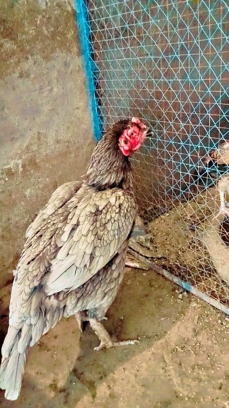 beautiful hen are sale in less price phone number 03004842453 2