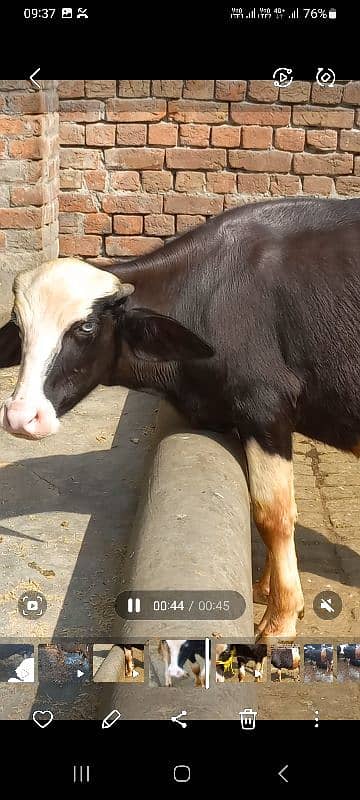 Ablak bulls healthy and active 1