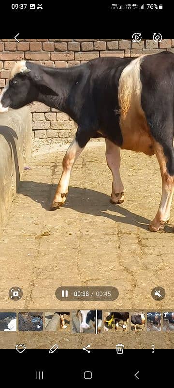 Ablak bulls healthy and active 2