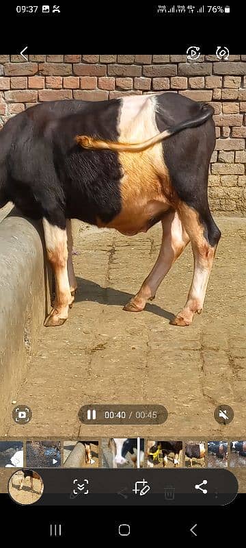 Ablak bulls healthy and active 3