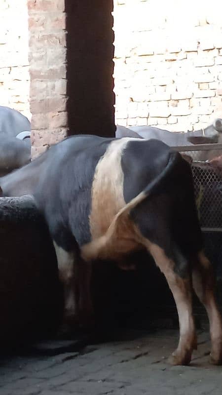 Ablak bulls healthy and active 10