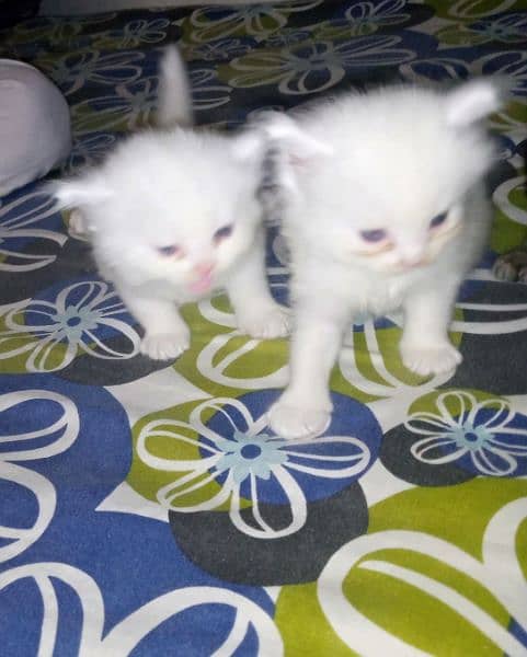 persian kitten urgent for sale 0