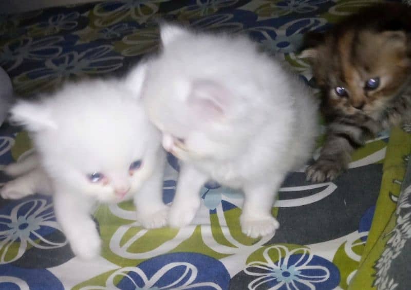 persian kitten urgent for sale 1