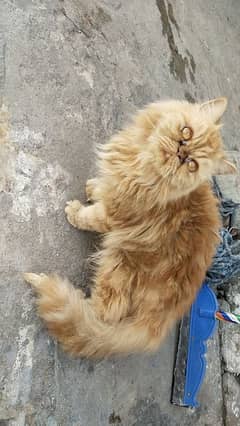 Persian cat