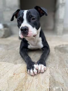 American pitbull dog