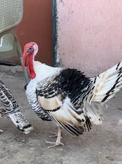 turkey pair full young