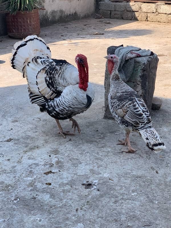 turkey pair full young 2