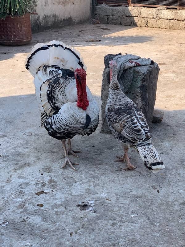 turkey pair full young 3