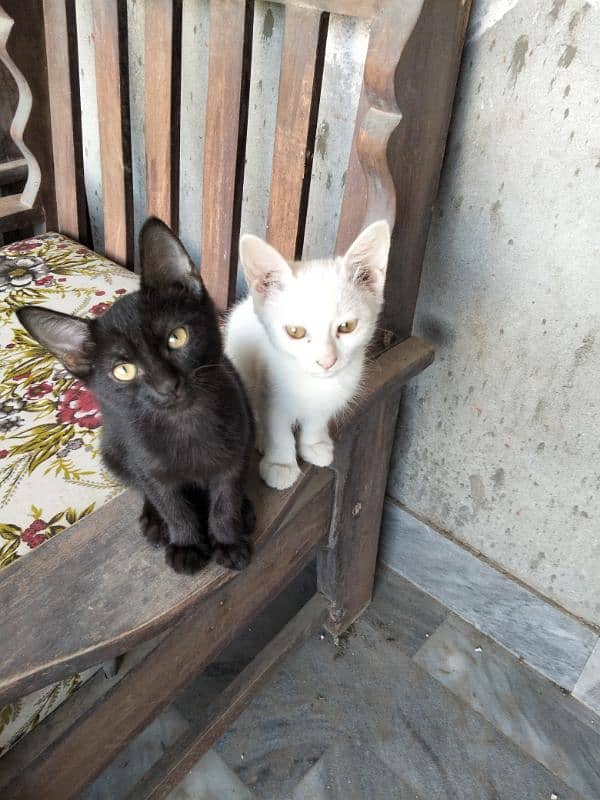 persian kittens male. female pair 1