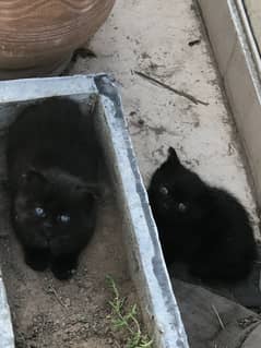 Kittens