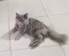 persian Cat For sale