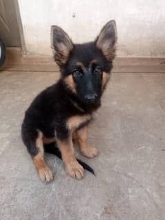 GSD Puppy