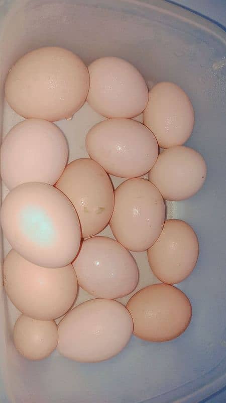 100% fertile egg desi murgi ka ha 2