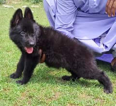 black German shepherd long coat pair