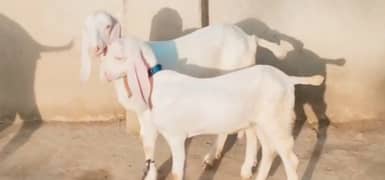 Rajanpuri Bakri Our 2 Bacchon ka Sath For Sale Call Number:03134947622