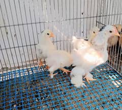 moltted bantam & Buff bantam chicks 0