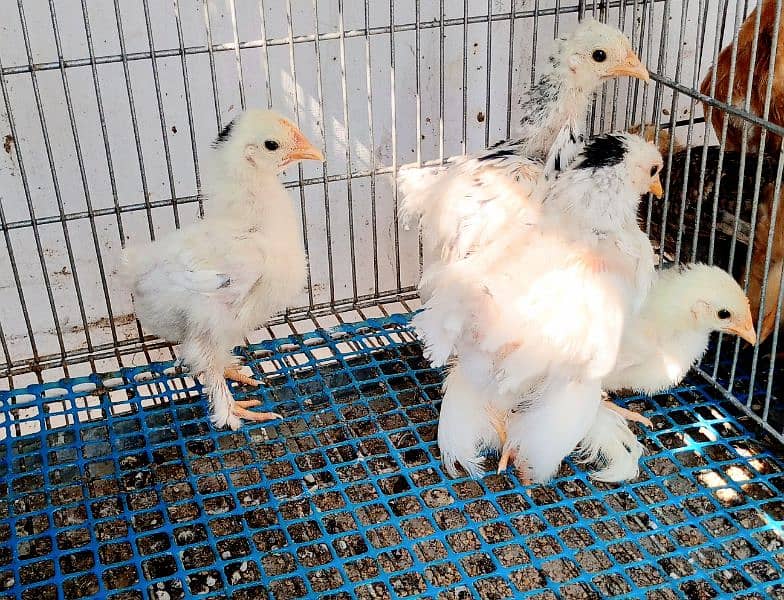 moltted bantam & Buff bantam chicks 1