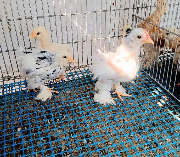 moltted bantam & Buff bantam chicks 2