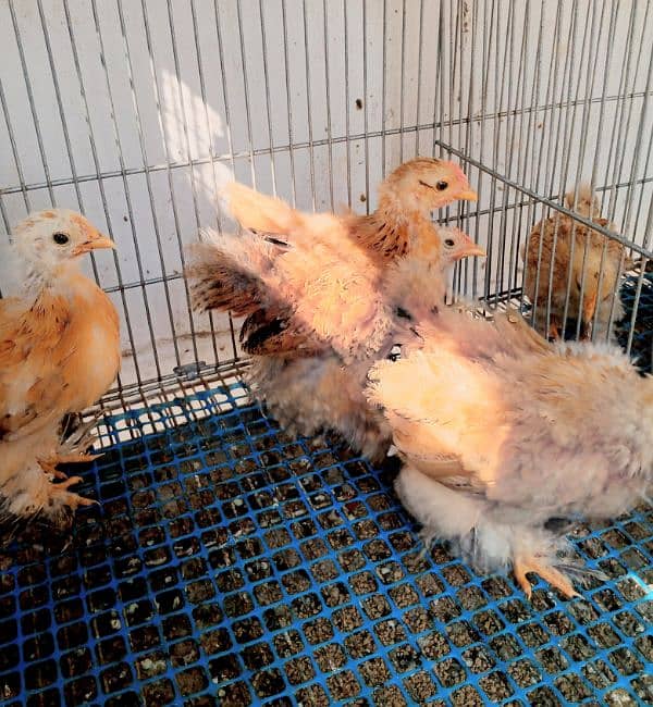 moltted bantam & Buff bantam chicks 4