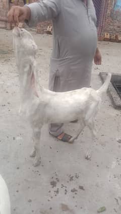 rajanpuri bakri ek Desi bakri sone wali hai 03224565094